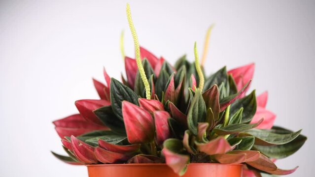 Peperomia Caperata Rosso plant rotaring over gray background. Growing plant in a pot close up. Beautiful houseplant gor interior design, macro shot