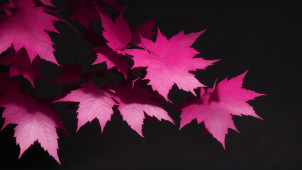 Pink maple leaves on a black background, copy space