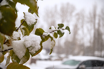Bushes with green leaves are covered with the first snow. The first snow fell on the bushes, with bright leaves.