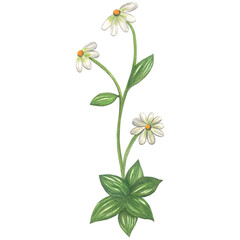 Watercolor illustration of chamomile in medieval style. Made by hand isolated on transparent background