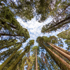Shot of the sky through the trees of sequoia national park