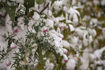 Bushes with green leaves and plants with pink flowers are covered with the first snow. The first snow fell on bushes and flowers, with bright leaves.