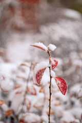 Bushes with yellow and red leaves are covered with the first snow. The first snow fell on the bushes, with bright leaves.