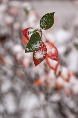 Bushes with yellow and green leaves are covered with the first snow. The first snow fell on the bushes, with bright leaves.