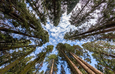 shot of the sky through the trees of sequoia national park
