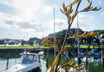Fresh native New Zealand Flax (Harakeke) in sprint at Milford Beach Reserve. Boats moored on the...