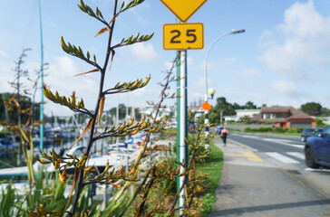 Fresh native New Zealand Flax (Harakeke) in sprint at Milford Beach Reserve. Unrecognizable people walking on the pedestrian sidewalk. Milford. Auckland.