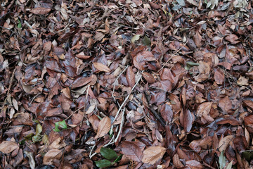 秋が深まり森の中では落葉が地面を覆っている。