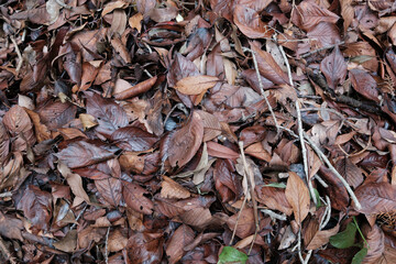 秋が深まり森の中では落葉が地面を覆っている。