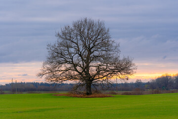 Fototapeta na wymiar Big oak tree in center of the green field on sunset sky background