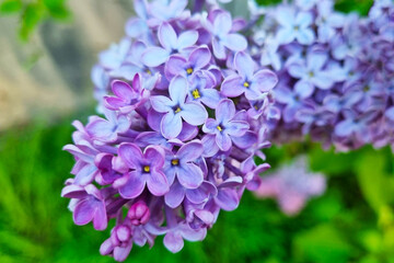 Close-up of a blooming lilac branch in the park in spring.