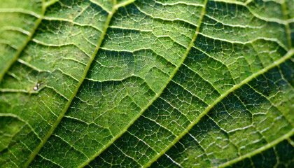 Obraz premium Extreme close up texture of green leaf veins