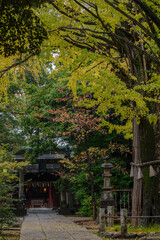 東京赤坂にある氷川神社の秋の境内
