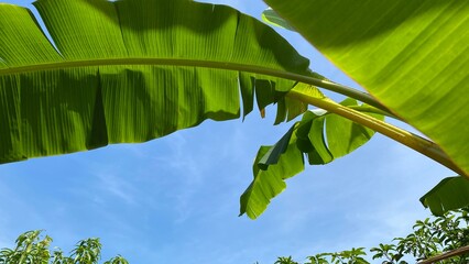 Natural banana tree leaves and blue sky.