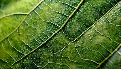 Obraz premium Extreme close up texture of green leaf veins