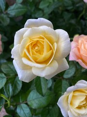 Yellow rose flower head.