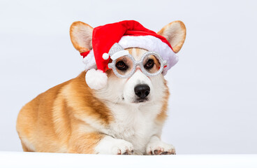 Corgi dog in a New Year's Santa hat on a white background