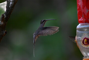 Kolibri in der Natur HD Regenwald