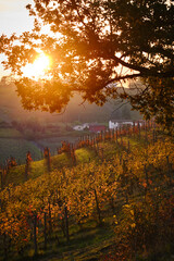 Fototapeta premium Foto scattata al tramonto nelle colline attorno a Tassarolo durante il periodo autunnale.