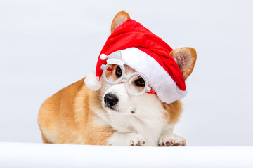 Corgi dog in a New Year's Santa hat on a white background