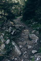 top view of the tops of trees of coniferous forests in the Carpathians