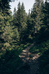 top view of the tops of trees of coniferous forests in the Carpathians