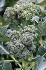 Broccoli in an organic garden, early autumn. One of the healthiest vegetables grows in autumn.