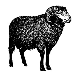 illustration of sheep silhouette vector