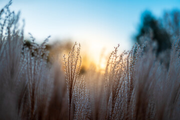 Ornamental grasses in autumn against the background of a beautiful sunset sky