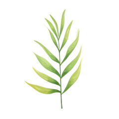 Fototapeta premium Hand drawn watercolor leaf tropical herb illustration for wedding invitation card, frame and wreath greenery branch transparent background PNG 300DPI