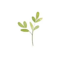 Obraz na płótnie Canvas Hand drawn watercolor leaf tropical herb illustration for wedding invitation card, frame and wreath greenery branch transparent background PNG 300DPI