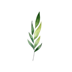 Fototapeta premium Hand drawn watercolor leaf tropical herb illustration for wedding invitation card, frame and wreath greenery branch transparent background PNG 300DPI