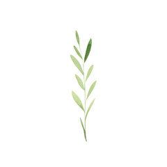Obraz premium Hand drawn watercolor leaf tropical herb illustration for wedding invitation card, frame and wreath greenery branch transparent background PNG 300DPI