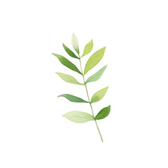 Fototapeta premium Hand drawn watercolor leaf tropical herb illustration for wedding invitation card, frame and wreath greenery branch transparent background PNG 300DPI