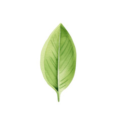 Fototapeta premium Hand drawn watercolor leaf tropical herb illustration for wedding invitation card, frame and wreath greenery branch transparent background PNG 300DPI