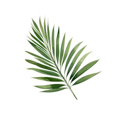 Palm areca leaf watercolor tropical leaves illustrations elements Hand drawn watercolor clipart  transparent background PNG 300 DPI