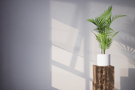 Kentia Palm Tree in room 3d render