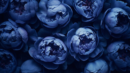 Obraz premium Peony flowers on a dark background