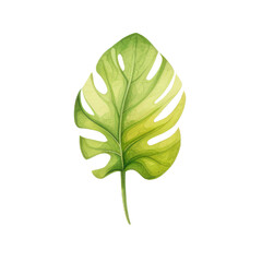 Monstera leaf watercolor green Tropical plant Hand painted watercolor illustration isolated on white background element for fabrics transparent background PNG 300 DPI