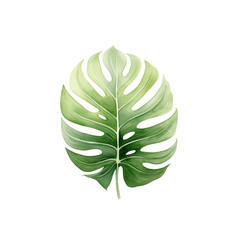Monstera leaf watercolor green Tropical plant Hand painted watercolor illustration isolated on white background element for fabrics transparent background PNG 300 DPI