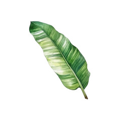 Fototapeta premium Banana leaf watercolor tropical botanical foliage plants. illustration isolated transparent background PNG 300 DIP