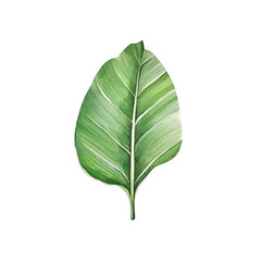 Fototapeta premium Banana leaf watercolor tropical botanical foliage plants. illustration isolated transparent background PNG 300 DIP