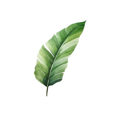 Obraz premium Banana leaf watercolor tropical botanical foliage plants. illustration isolated transparent background PNG 300 DIP