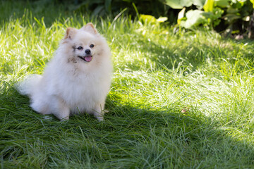 Spitz with dirty face sitting on the green grass in the garden.