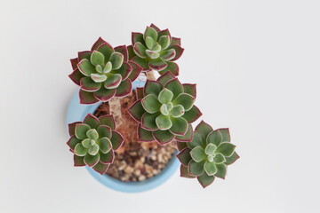 Green and red Echeveria Set Oliver Succulent houseplant in pot on white background closeup top view