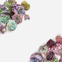 Succulent flower border. Colorful succulent on white background