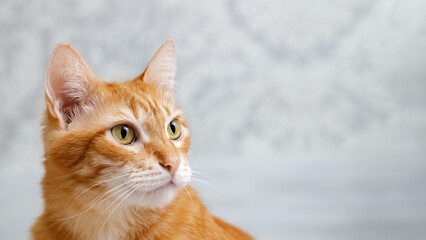 Closeup portrait of a ginger cat on blurred background. Copuspace.