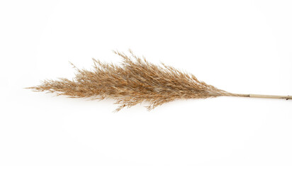 Pampas grass on white isolated background for your design. Cortaderia selloana. Top view.