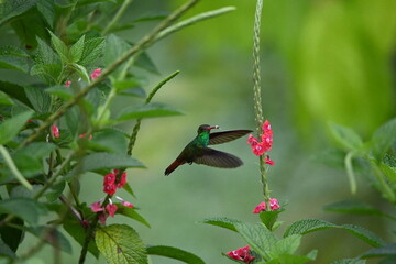 Kolibri in der Natur HD © Tobias