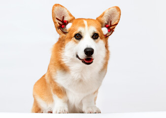 Corgi dog in New Year's deer antlers on a white background